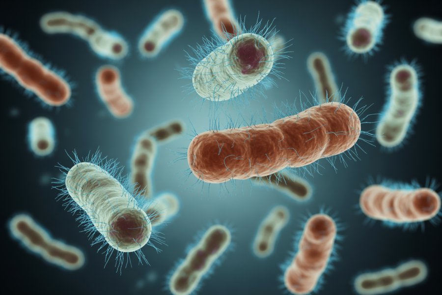 Unlock the Secrets to Optimizing Your Gut with Probiotics